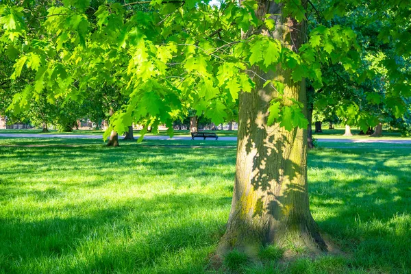 ロンドン 英国のケンジントン公園で美しい自然 — ストック写真