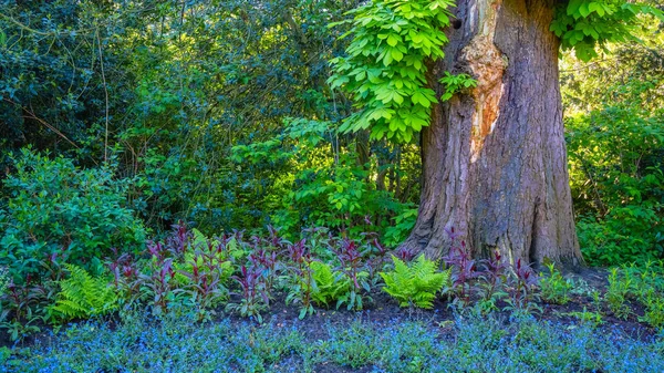 Красива Природа Кенсінгтонські Сади Лондоні Великобританія — стокове фото