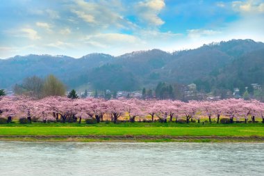 Tam Bloom kiraz çiçeği Sakura Kitakami Tenshochi Park'ta Kitakami, Iwate, Japan