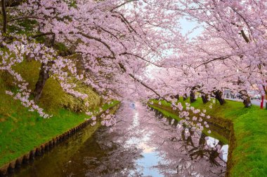 Full bloom Sakura - Cherry Blossom  at Hirosaki park in Japan clipart