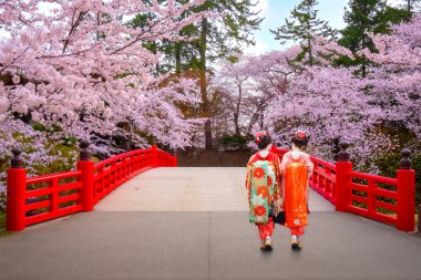 Japon geyşa ile dolu Sakura - Cherry Blossom Japonya'da Hirosaki Park çiçek.