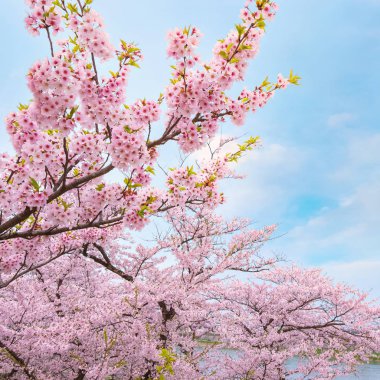 Tam çiçeklenme Cherryblossom Sakura Kitakami Tenshochi Park'ta Kitakami, Iwate, Japan 