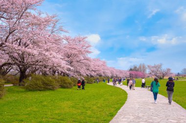Iwate, Japan - 22 Nisan 2018: Kitakami nehrin yanında, w boyunca Tohoku bölgedeki üç en iyi kiraz-görüntüleme noktalarından biri olarak ünlü Kitakami Tenshochi Parkı