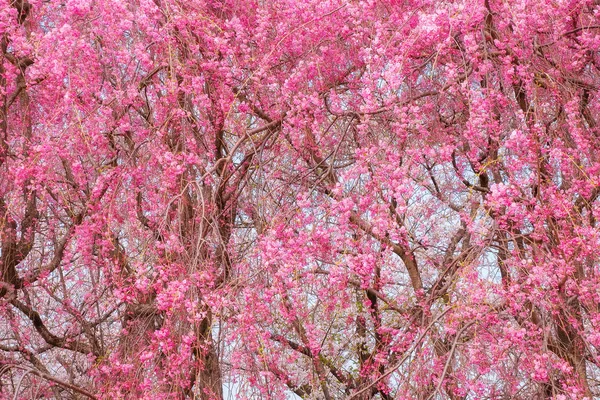 Volle Bloei Cherryblossom Sakura Kitakami Tenshochi Park Kitakami Iwate Japan — Stockfoto