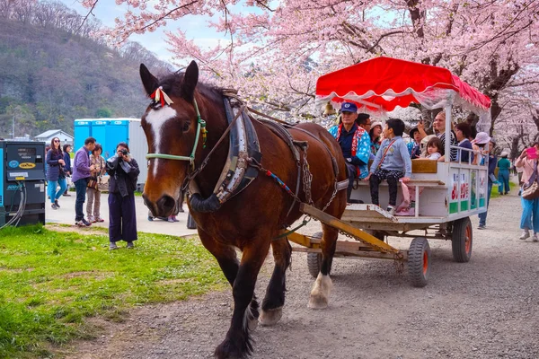 日本岩手县 2018年4月22日 在东北地区最好的樱桃观赏地之一 北上天下公园 一辆马车载着一群游客在樱花树隧道里翻滚 — 图库照片