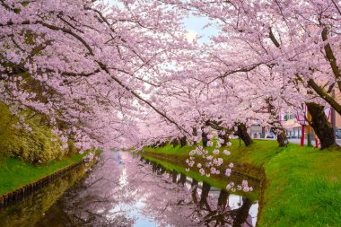 Tohoku bölgesi ve Japonya 'nın en güzel sakura yerlerinden biri olan Hirosaki parkındaki Kiraz Çiçeği.