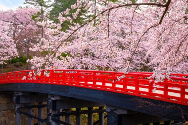 Tohoku bölgesi ve Japonya 'nın en güzel sakura yerlerinden biri olan Hirosaki parkındaki Kiraz Çiçeği.