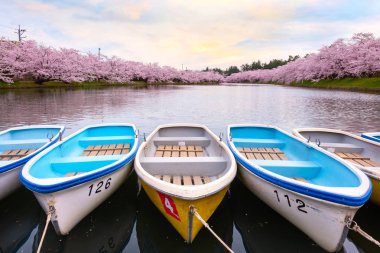 Tohoku bölgesi ve Japonya 'nın en güzel sakura yerlerinden biri olan Hirosaki parkındaki Kiraz Çiçeği.