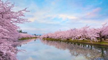 Tohoku bölgesi ve Japonya 'nın en güzel sakura yerlerinden biri olan Hirosaki parkındaki Kiraz Çiçeği.