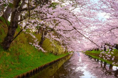 Tohoku bölgesi ve Japonya 'nın en güzel sakura yerlerinden biri olan Hirosaki parkındaki Kiraz Çiçeği.