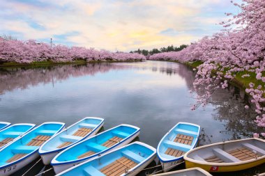 Tohoku bölgesi ve Japonya 'nın en güzel sakura yerlerinden biri olan Hirosaki parkındaki Kiraz Çiçeği.