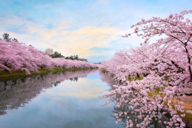 Tohoku bölgesi ve Japonya 'nın en güzel sakura yerlerinden biri olan Hirosaki parkındaki Kiraz Çiçeği.