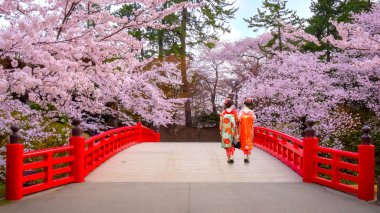 Sakura - Cherry Blossom Hirosaki Park, Hirosaki, Japonya'da Japon geyşa ile dolu çiçek