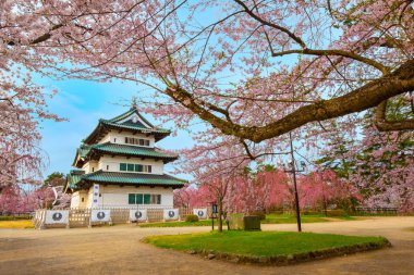 Tam çiçeklenme Sakura - Cherry Blossom Hirosaki Park, en güzel sakura Tohoku bölgesi ve Japonya spot Hirosaki kalesinde