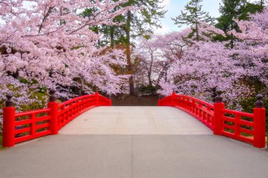 Tohoku bölgesi ve Japonya 'nın en güzel sakura yerlerinden biri olan Hirosaki parkındaki Kiraz Çiçeği.
