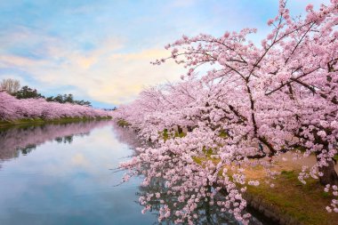 Tohoku bölgesi ve Japonya 'nın en güzel sakura yerlerinden biri olan Hirosaki parkındaki Kiraz Çiçeği.