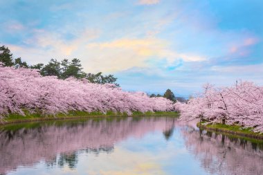 Tohoku bölgesi ve Japonya 'nın en güzel sakura yerlerinden biri olan Hirosaki parkındaki Kiraz Çiçeği.