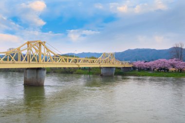 Tam çiçeklenme Cherryblossom Sakura Kitakami Tenshochi Park'ta Kitakami, Iwate, Japan