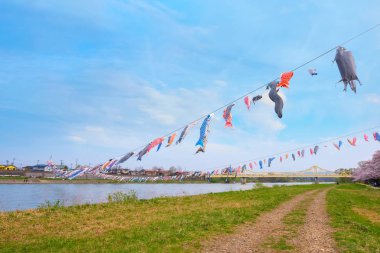 Koinobori windsocks fullbloom Kintakami Tenshochi Park, Iwate, Japa Cherry Blossom sırasında Kitakami Nehri'nin üzerinde sazan şeklinde