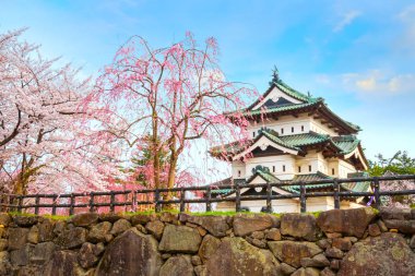 Tam çiçeklenme Sakura - Cherry Blossom Hirosaki Park, en güzel sakura Tohoku bölgesi ve Japonya spot Hirosaki kalesinde
