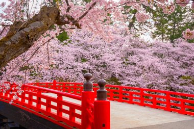 Tohoku bölgesi ve Japonya 'nın en güzel sakura yerlerinden biri olan Hirosaki parkındaki Kiraz Çiçeği.