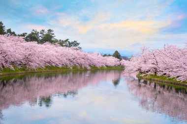 Tohoku bölgesi ve Japonya 'nın en güzel sakura yerlerinden biri olan Hirosaki parkındaki Kiraz Çiçeği.