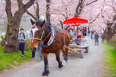 Iwate, Japan - 22 Nisan 2018: A at arabası taşıma turist bir grup Kirazlar Kitakami Tenshochi Park, Tohoku bölgedeki en iyi kiraz-görüntüleme noktalarından biri tünel üzerinden rulo