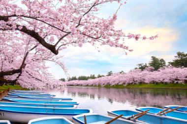 Tohoku bölgesi ve Japonya 'nın en güzel sakura yerlerinden biri olan Hirosaki parkındaki Kiraz Çiçeği.