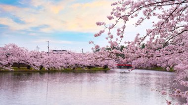 Tohoku bölgesi ve Japonya 'nın en güzel sakura yerlerinden biri olan Hirosaki parkındaki Kiraz Çiçeği.