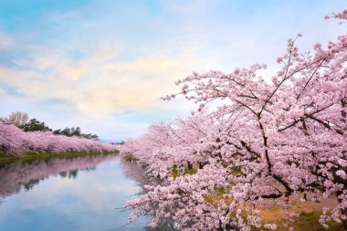 Tohoku bölgesi ve Japonya 'nın en güzel sakura yerlerinden biri olan Hirosaki parkındaki Kiraz Çiçeği.