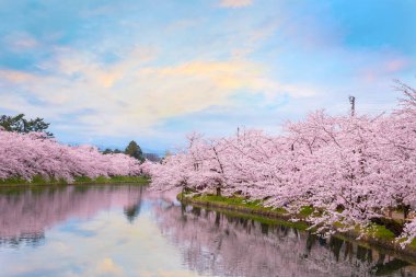 Tohoku bölgesi ve Japonya 'nın en güzel sakura yerlerinden biri olan Hirosaki parkındaki Kiraz Çiçeği.
