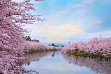 Tohoku bölgesi ve Japonya 'nın en güzel sakura yerlerinden biri olan Hirosaki parkındaki Kiraz Çiçeği.