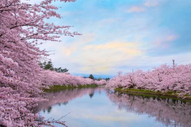 Full bloom Sakura - Cherry Blossom  at Hirosaki park, one of the most beautiful sakura spot in Tohoku region and Japan clipart