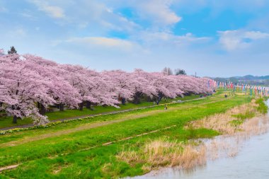 Tam çiçeklenme Cherryblossom Sakura Kitakami Tenshochi Park'ta Kitakami, Iwate, Japan