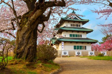 Tam çiçeklenme Sakura - Cherry Blossom Hirosaki Park, en güzel sakura Tohoku bölgesi ve Japonya spot Hirosaki kalesinde