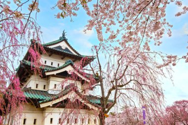 Tam çiçeklenme Sakura - Cherry Blossom Hirosaki Park, en güzel sakura Tohoku bölgesi ve Japonya spot Hirosaki kalesinde