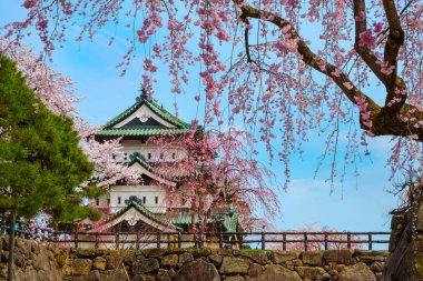 Tam çiçeklenme Sakura - Cherry Blossom Hirosaki Park, en güzel sakura Tohoku bölgesi ve Japonya spot Hirosaki kalesinde