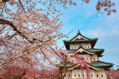 Tam çiçeklenme Sakura - Cherry Blossom Hirosaki Park, en güzel sakura Tohoku bölgesi ve Japonya spot Hirosaki kalesinde