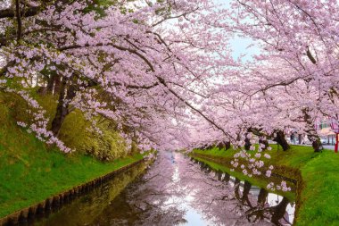 Tohoku bölgesi ve Japonya 'nın en güzel sakura yerlerinden biri olan Hirosaki parkındaki Kiraz Çiçeği.