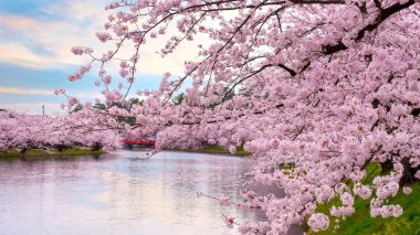 Tohoku bölgesi ve Japonya 'nın en güzel sakura yerlerinden biri olan Hirosaki parkındaki Kiraz Çiçeği.