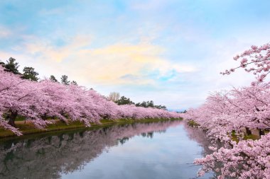 Tohoku bölgesi ve Japonya 'nın en güzel sakura yerlerinden biri olan Hirosaki parkındaki Kiraz Çiçeği.