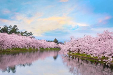 Tohoku bölgesi ve Japonya 'nın en güzel sakura yerlerinden biri olan Hirosaki parkındaki Kiraz Çiçeği.
