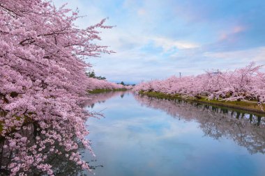Tohoku bölgesi ve Japonya 'nın en güzel sakura yerlerinden biri olan Hirosaki parkındaki Kiraz Çiçeği.