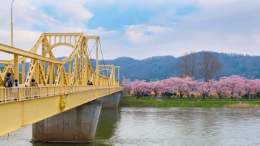 Tam çiçeklenme Cherryblossom Sakura Kitakami Tenshochi Park'ta Kitakami, Iwate, Japan 
