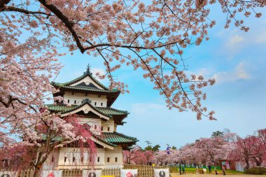 Tam çiçeklenme Sakura - Cherry Blossom Hirosaki Park, en güzel sakura Tohoku bölgesi ve Japonya spot Hirosaki kalesinde