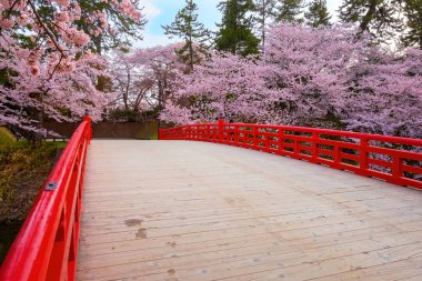 Tam çiçeklenme Sakura - Cherry Blossom Hirosaki Park, Japonya