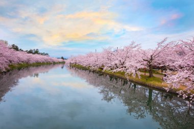 Tam çiçeklenme Sakura - Cherry Blossom Hirosaki Park, Japonya