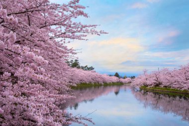 Tam çiçeklenme Sakura - Cherry Blossom Hirosaki Park, Japonya