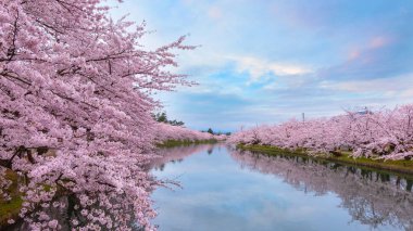 Tam çiçeklenme Sakura - Cherry Blossom Hirosaki Park, Japonya