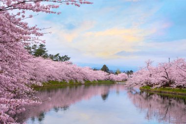 Tam çiçeklenme Sakura - Cherry Blossom Hirosaki Park, Japonya